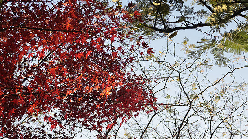Fall Floral Picks: What to Put in Vases and What to Plant – All in One Guide