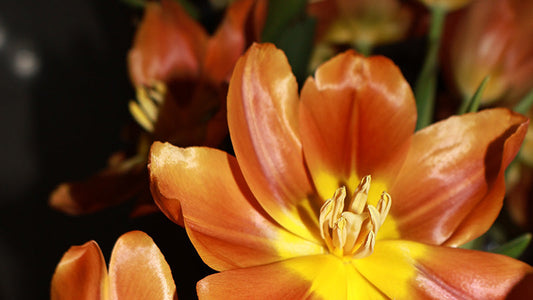 Fall & Winter Faux Flower Buying Guide for Canada